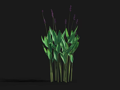 Fresh Lavender Plants With Vibrant Green Leaves And Purple Flowers Isolated On Black Background 3d model