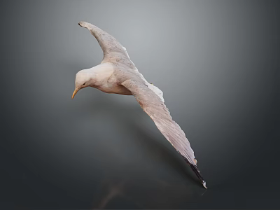 Seagull Flying In Mid Air With Spread Wings Against Gray Background 3d model