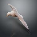 Seagull Flying In Mid Air With Spread Wings Against Gray Background