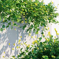 Green Climbing Vines With Yellow Small Flowers On White Wall And Low Green Plants