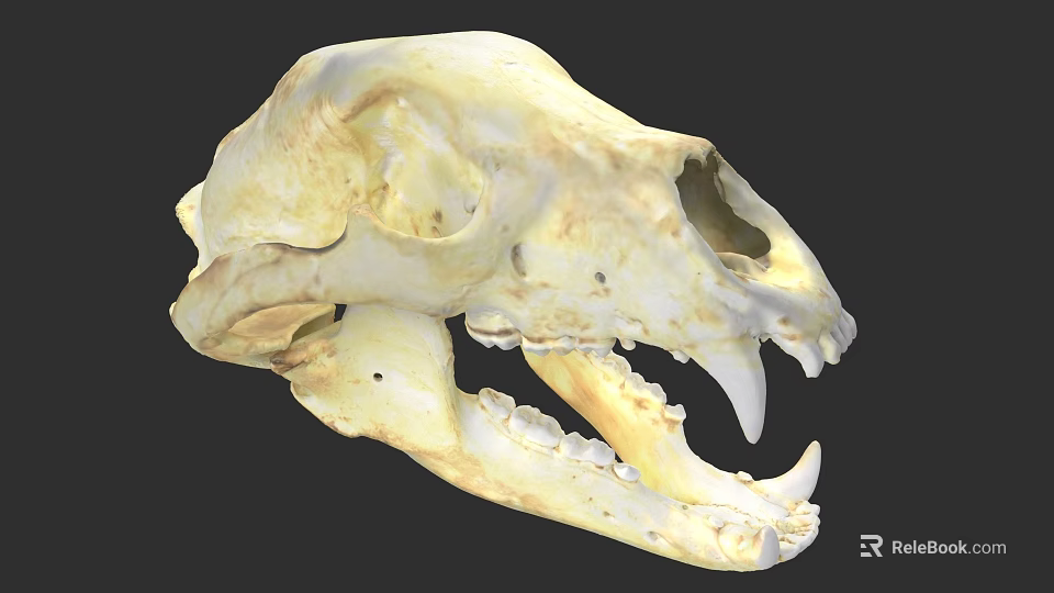 Detailed Yellowish White Animal Skull With Sharp Canine Teeth And Bone Structure 3d model 