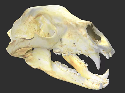 Detailed Yellowish White Animal Skull With Sharp Canine Teeth And Bone Structure 3d model