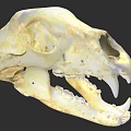 Detailed Yellowish White Animal Skull With Sharp Canine Teeth And Bone Structure