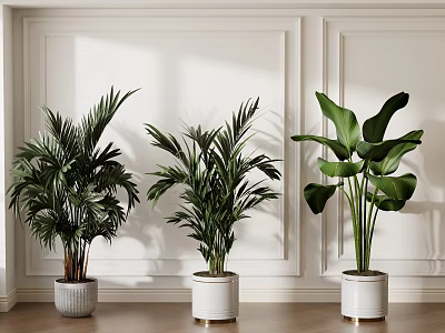 Indoor Large Potted Plants of Different Varieties on Wooden Floor with White Wall 3d model