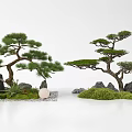 Zen Garden Landscape With Curved Pine Trees Large Rocks Green Moss And Pebbles