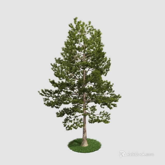 Tall Evergreen Pine Arbor With Lush Green Needles And Sturdy Straight Trunk 3d model 
