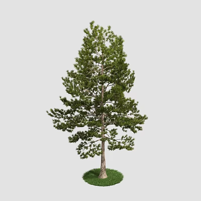 Tall Evergreen Pine Arbor With Lush Green Needles And Sturdy Straight Trunk 3d model
