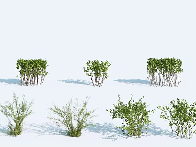 Various Types Of Green Shrubs With Distinct Foliage Shapes For Outdoor Gardens 3d model