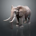 Majestic Gray Elephant With Long White Tusks Standing On Shiny Reflective Surface