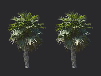 Two Palm Trees With Green Leaves And Thick Trunks On Black Background 3d model