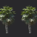 Two Palm Trees With Green Leaves And Thick Trunks On Black Background 3d model