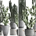 Bonsai Potted Cacti Plants In Gray Pots With Rope Decorations And Green Leaves