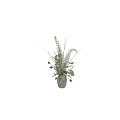 Decorative Bonsai Potted Plant With Green Leaves White Flowers And Grasses