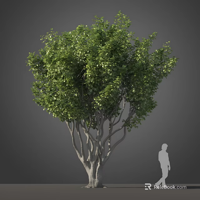 Tall Arbor With Lush Green Foliage Multiple Branches And Human Silhouette For Scale 3d model 