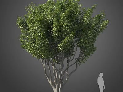 Tall Arbor With Lush Green Foliage Multiple Branches And Human Silhouette For Scale 3d model