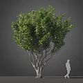 Tall Arbor With Lush Green Foliage Multiple Branches And Human Silhouette For Scale