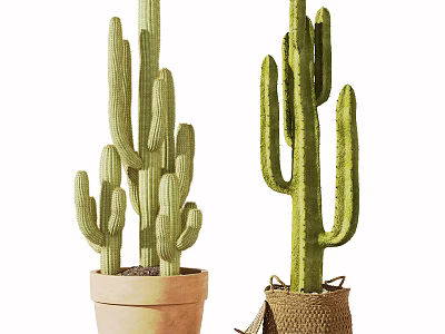 Decorative Bonsai Potted Cactus Plants in Terracotta Pot and Woven Bag 3d model