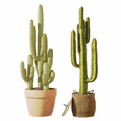 Decorative Bonsai Potted Cactus Plants in Terracotta Pot and Woven Bag 3d model