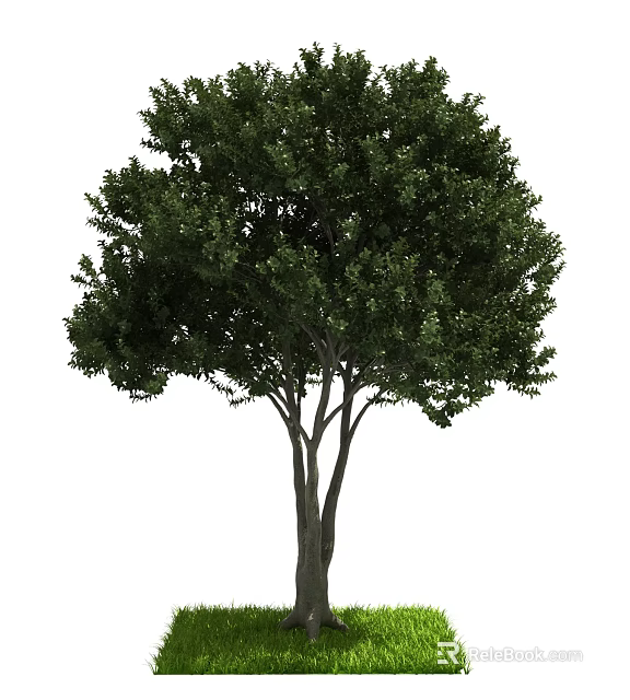 Lush Green Tree With Thick Trunk And Dense Green Foliage In Natural Setting 3d model 
