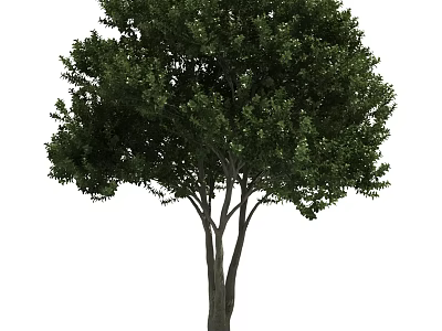 Lush Green Tree With Thick Trunk And Dense Green Foliage In Natural Setting 3d model