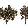 Arbor Trees With Different Crown Shapes And Diverse Foliage Features 3d model