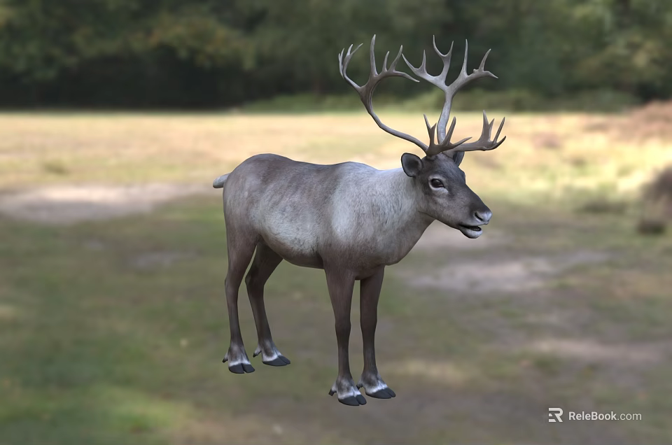 Small Reptile Lizard Basking In Sunlight On Tree Branch In Wild Nature 3d model 