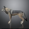Stylized Low Poly 3D Wolf Model With Gray Beige Fur Standing Pose
