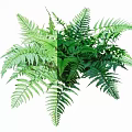 Lush Fern Bush With Feathery Green Leaves For Indoor Outdoor Decor