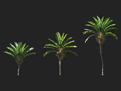 Tropical Trees in Different Sizes with Green Foliage and Long Trunks Display on Black Background 3d model