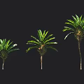 Tropical Trees in Different Sizes with Green Foliage and Long Trunks Display on Black Background