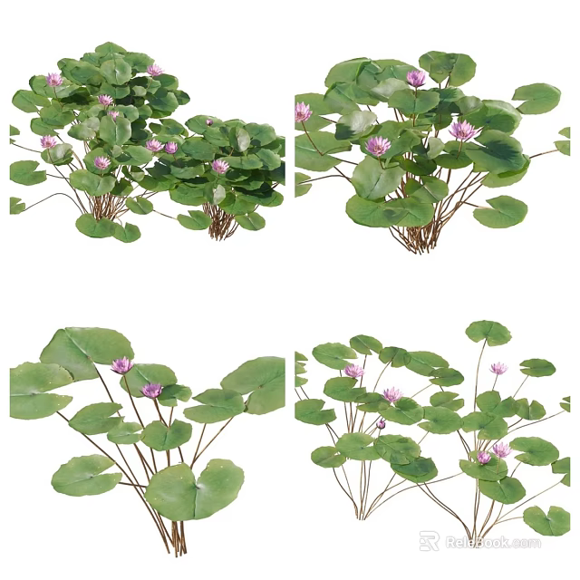 Beautiful Aquatic Water Lily Plants With Large Green Leaves And Pink Flowers 3d model 