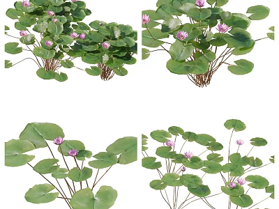 Beautiful Aquatic Water Lily Plants With Large Green Leaves And Pink Flowers 3d model