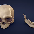 Anatomical Display Of Two Human Skulls With Mandible And Skeleton Parts