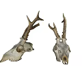 Two Deer Skulls With Antlers On Gray Background For Decorative Use 3d model