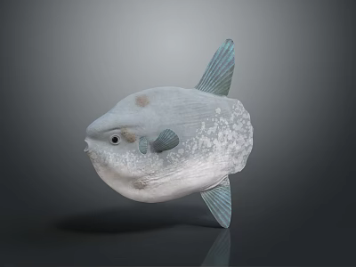 Grayish White Ocean Sunfish Aquatic Animal With Round Body And Spotted Skin 3d model