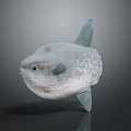 Grayish White Ocean Sunfish Aquatic Animal With Round Body And Spotted Skin