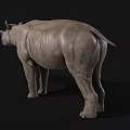 Gray Rhinoceros 3D Model With Detailed Skin Texture Isolated On Black
