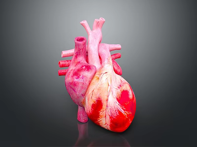 Realistic 3D Anatomical Model of Human Heart Organ with Hair Structure Details 3d model