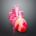 Realistic 3D Anatomical Model of Human Heart Organ with Hair Structure Details
