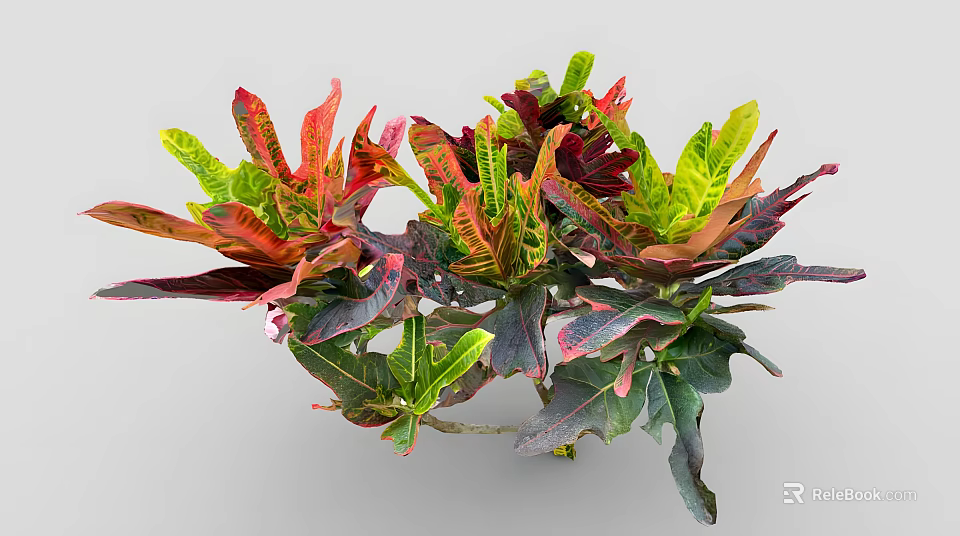 Vibrant Shrub With Red Green Yellow Foliage For Garden Decoration And Landscaping 3d model 