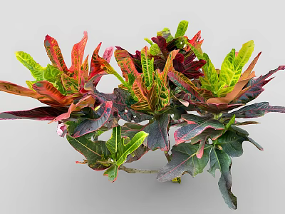 Vibrant Shrub With Red Green Yellow Foliage For Garden Decoration And Landscaping 3d model