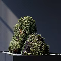 Bonsai Plant With Moss Covered Rocks In Minimalist White Container And Pebbles