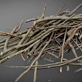 Collection of Various Natural Dry Twigs and Branches on Gray Background