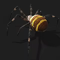 Yellow White and Brown Striped Spider With Long Legs On Dark Background