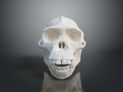Detailed Anatomical Skull Organ Model Featuring White Smooth Surface And Structure 3d model