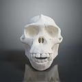 Detailed Anatomical Skull Organ Model Featuring White Smooth Surface And Structure