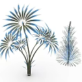 Modern Ornamental Plants With Blue Green Radial Leaves And Feathery Pine Like Foliage