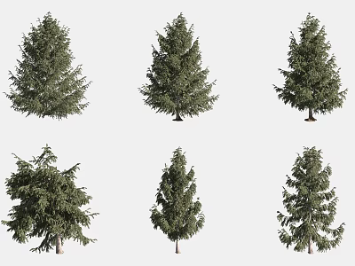 Various Evergreen Coniferous Trees With Different Growth Shapes And Green Foliage 3d model