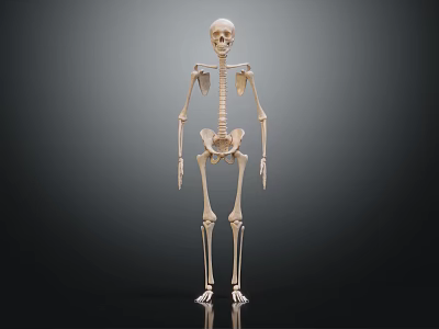 modern skeleton human skeleton human skeleton medicine 3d model