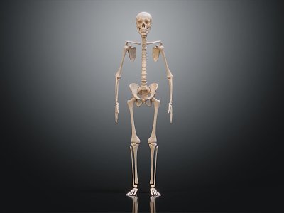 modern skeleton human skeleton human skeleton medicine 3d model